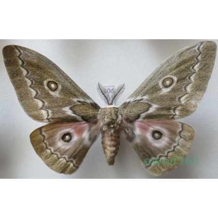 Gonimbrasia tyrrhea (Cramer, 1775) male ex. ovo South Africa 104mm60d